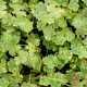 HYDROCOTYLE sibthorpioides 'Variegata'