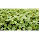 HYDROCOTYLE sibthorpioides \'Variegata\'