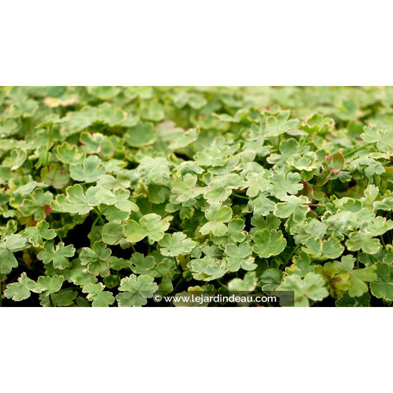 HYDROCOTYLE sibthorpioides 'Variegata'