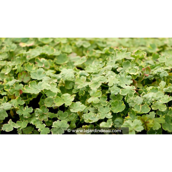 HYDROCOTYLE sibthorpioides 'Variegata'