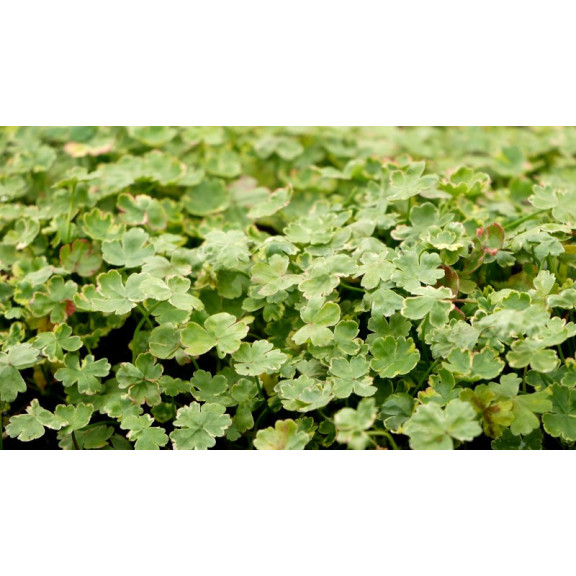 HYDROCOTYLE sibthorpioides 'Variegata'