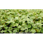 HYDROCOTYLE sibthorpioides 'Variegata'