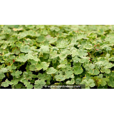 HYDROCOTYLE sibthorpioides \'Variegata\'