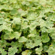 HYDROCOTYLE sibthorpioides 'Variegata'