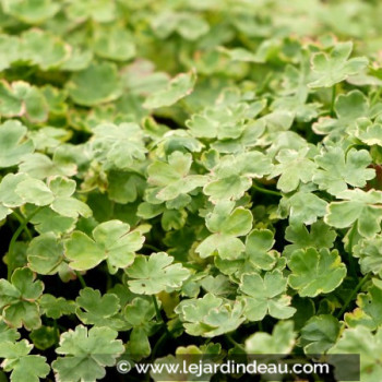 HYDROCOTYLE sibthorpioides &#039;Variegata&#039;