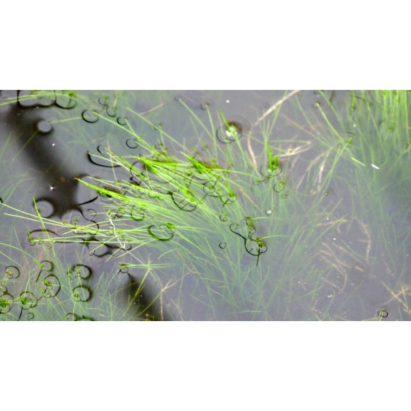 ELEOCHARIS acicularis