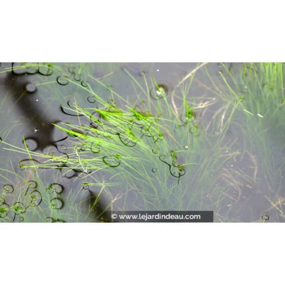 ELEOCHARIS acicularis