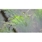 ELEOCHARIS acicularis