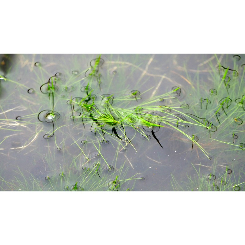 ELEOCHARIS acicularis