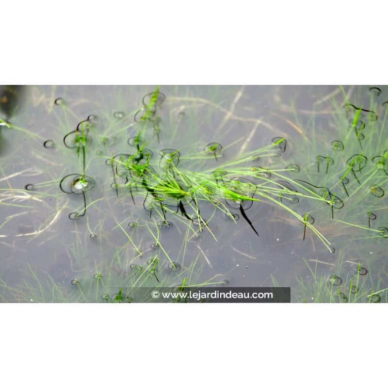 ELEOCHARIS acicularis