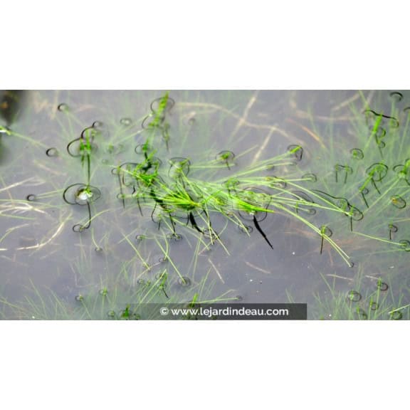 ELEOCHARIS acicularis
