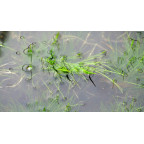 ELEOCHARIS acicularis
