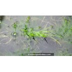 ELEOCHARIS acicularis