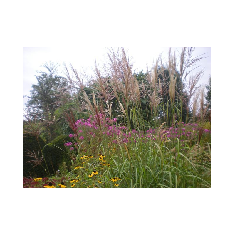 MISCANTHUS sinensis 'Kleine Font&auml;ne'