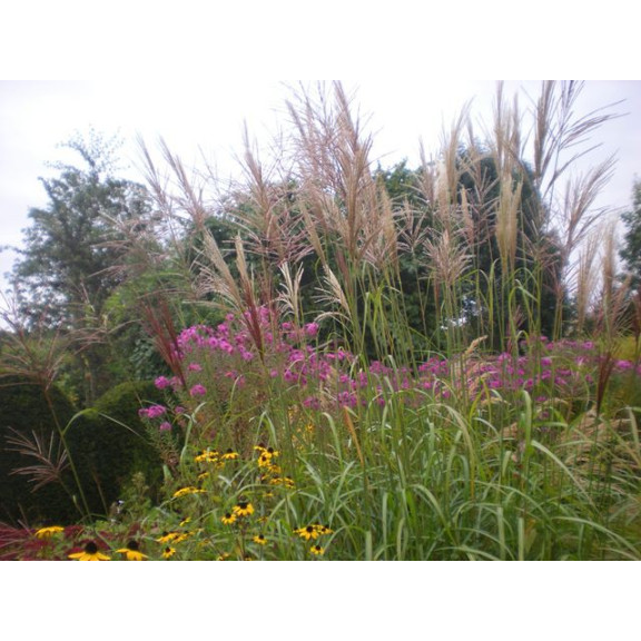 MISCANTHUS sinensis 'Kleine Font&auml;ne'