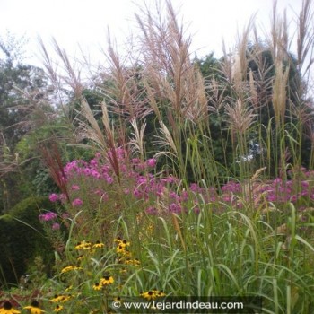 Miscanthus sinensis