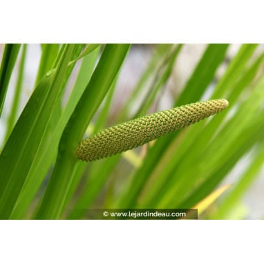 ACORUS calamus - Acore odorant