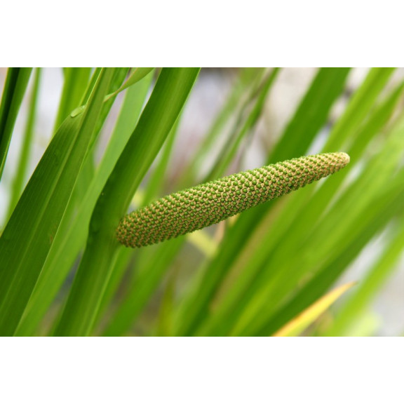 ACORUS calamus
