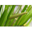ACORUS calamus - Acore odorant