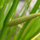 ACORUS calamus