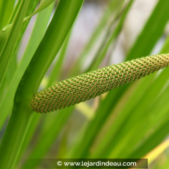 ACORUS calamus