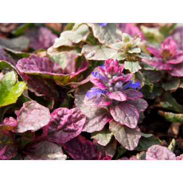 AJUGA reptans \'Burgundy Glow\'