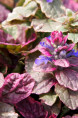 AJUGA reptans 'Burgundy Glow'
