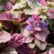 AJUGA reptans 'Burgundy Glow'