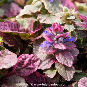 AJUGA reptans &#039;Burgundy Glow&#039;