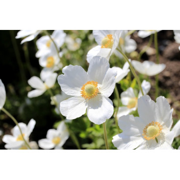 ANEMONE sylvestris