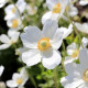 ANEMONE sylvestris