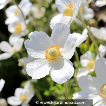 ANEMONE sylvestris
