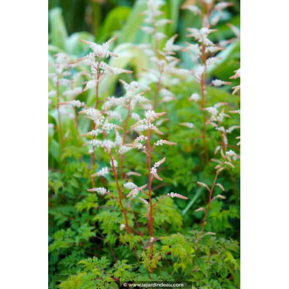 ARUNCUS dioicus var. aethusifolius