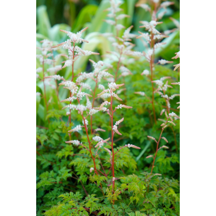 ARUNCUS dioicus var. aethusifolius