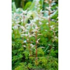 ARUNCUS dioicus var. aethusifolius