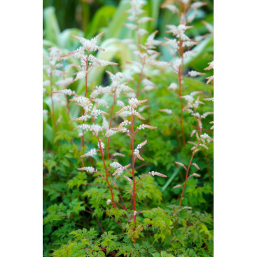 ARUNCUS dioicus var. aethusifolius