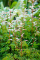 ARUNCUS dioicus var. aethusifolius