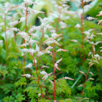 ARUNCUS dioicus var. aethusifolius