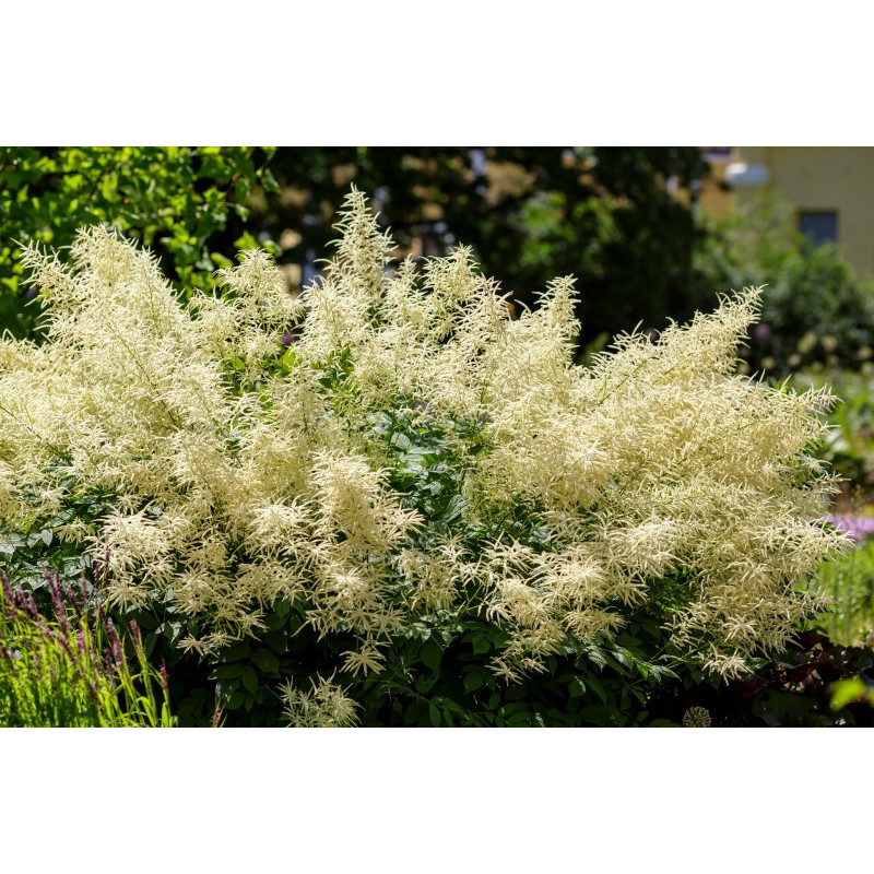 ARUNCUS dioicus