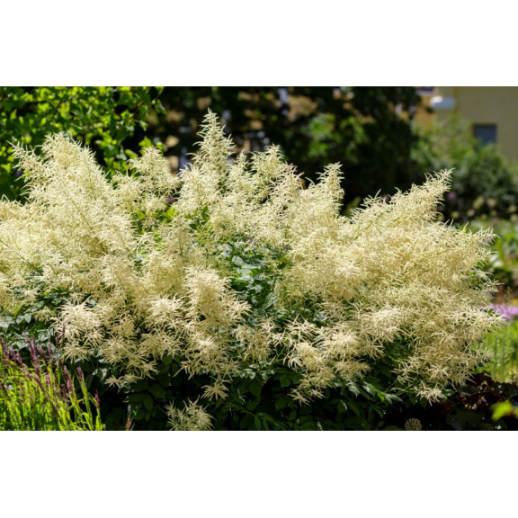 ARUNCUS dioicus