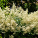 ARUNCUS dioicus