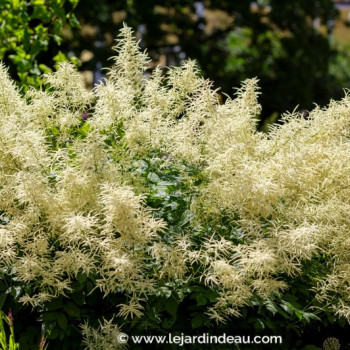 ARUNCUS dioicus