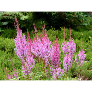 ASTILBE chinensis var. pumila