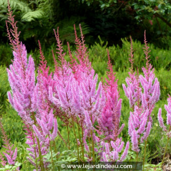 ASTILBE chinensis var. pumila