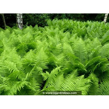 ATHYRIUM filix-femina - Foug&egrave;re femelle