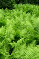 ATHYRIUM filix-femina