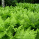 ATHYRIUM filix-femina