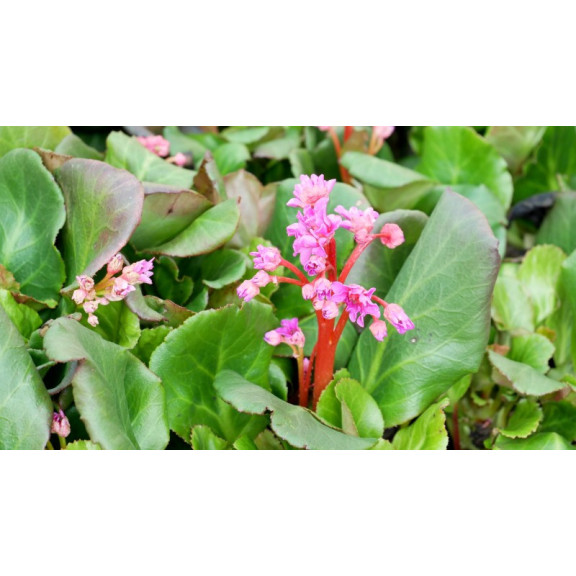 BERGENIA 'Abendglut'