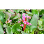 BERGENIA 'Abendglut'
