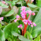 BERGENIA 'Abendglut'